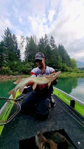 Northern Pike