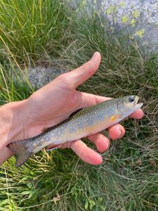 Brook Trout