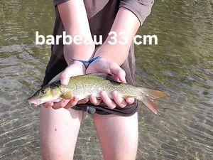 Barbel