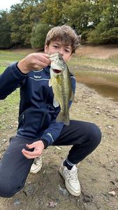 Largemouth Bass
