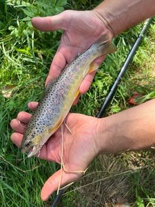 Brown Trout