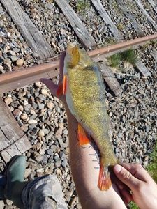 European Perch