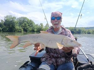Barbel