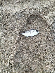 Black Seabream