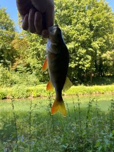 European Perch