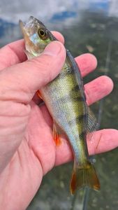European Perch