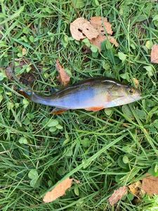 European Perch