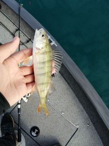 European Perch
