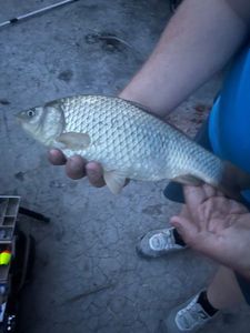 Crucian Carp
