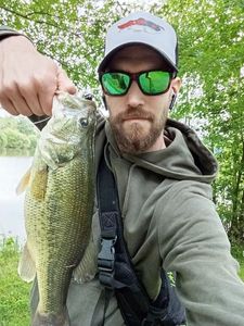 Largemouth Bass