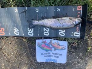 Rainbow Trout