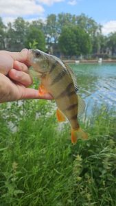 European Perch