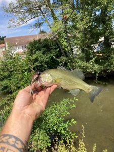 Largemouth Bass