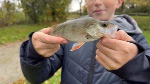 European Perch