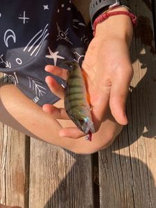 European Perch