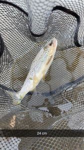 Brown Trout