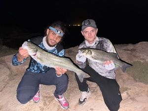 European Bass (Seabass)