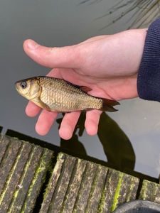 Crucian Carp