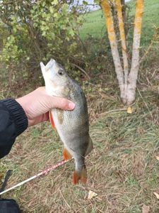European Perch