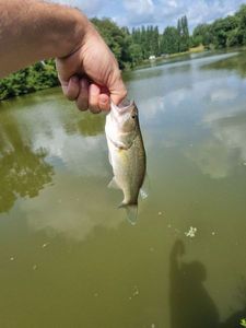 Smallmouth Bass