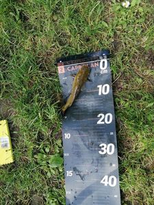 Black Bullhead