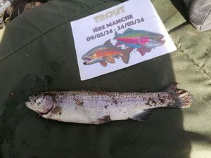 Rainbow Trout