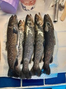 Brown Trout