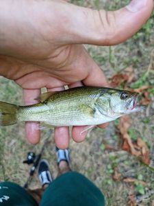 Largemouth Bass