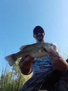 Largemouth Bass