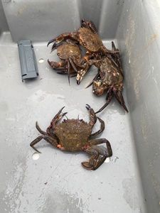 Velvet Swimming Crab