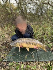 Mirror Carp