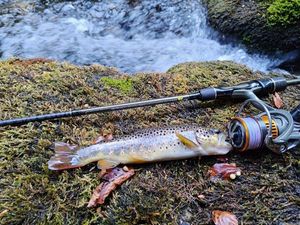 Brown Trout