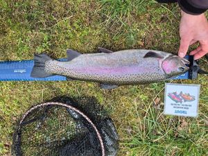 Rainbow Trout