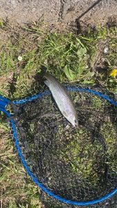 Rainbow Trout