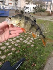 European Perch