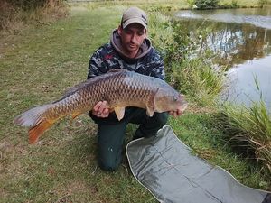 Common Carp