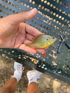 Green Sunfish