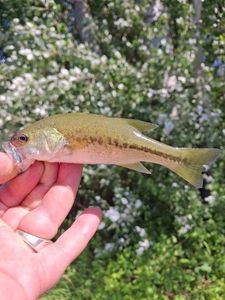 Largemouth Bass