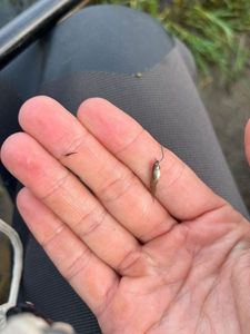Mosquito Fish