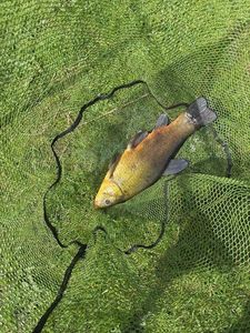 Tench