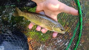 Brown Trout