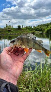 European Perch