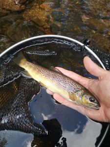 Brown Trout