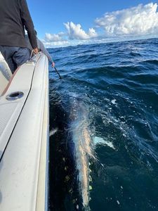 Bluefin Tuna