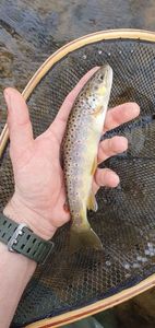 Brown Trout