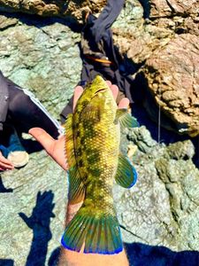 Ballan Wrasse