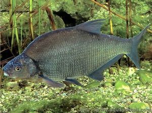 Common Bream
