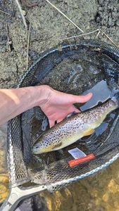 Sea Trout
