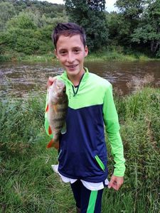European Perch