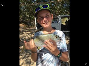 Blue Spotted Trevally